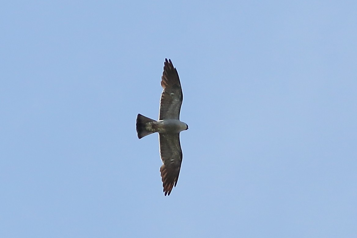 Mississippi Kite - ML638344198