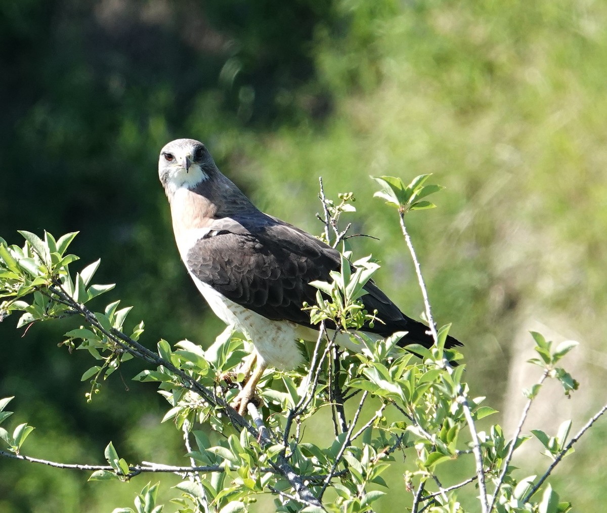 Swainson's Hawk - ML638344210