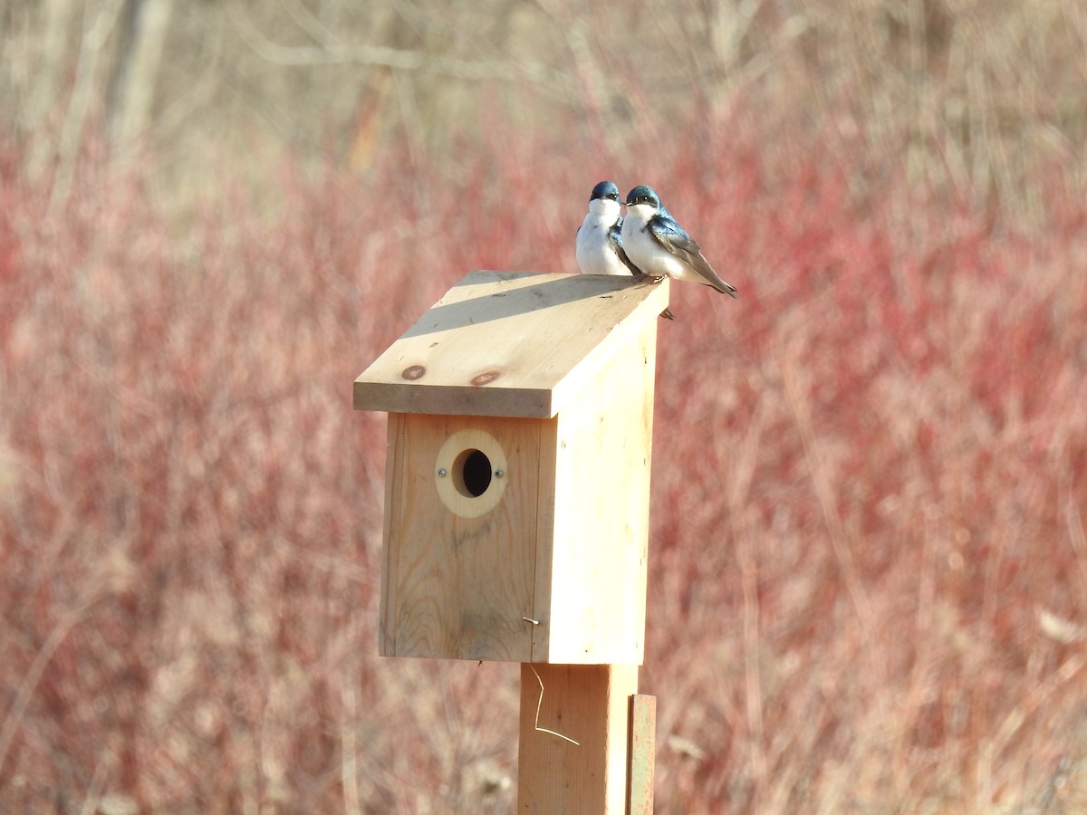 Tree Swallow - ML638344212