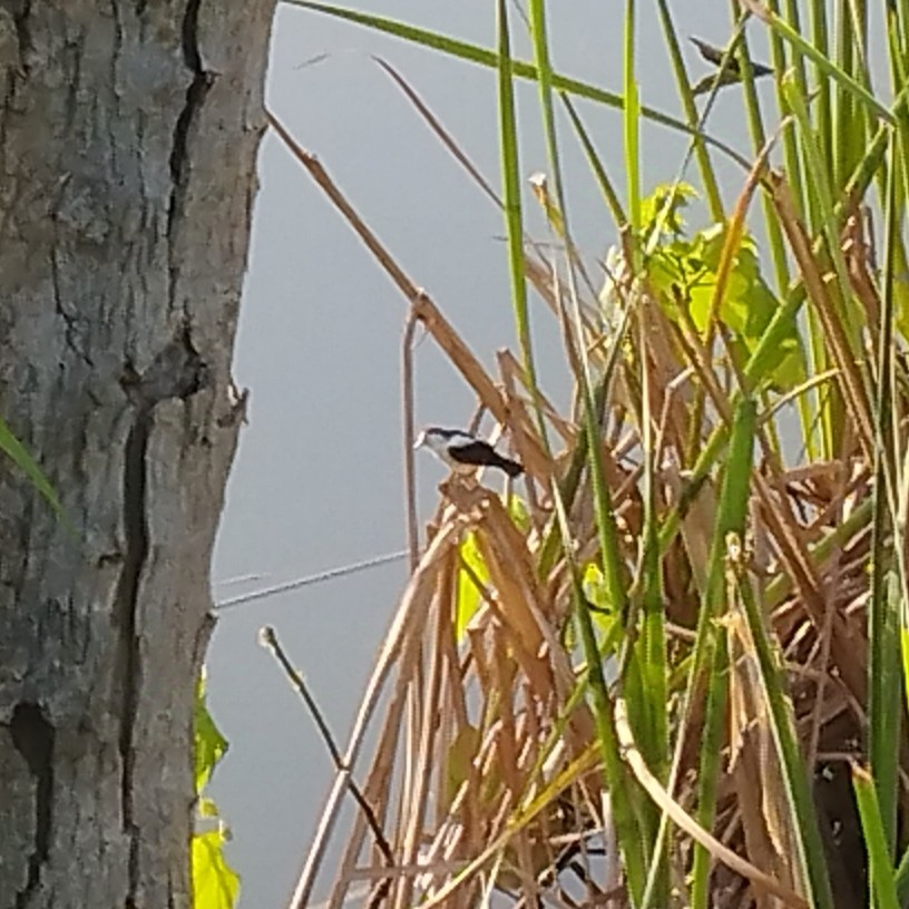 Pied Water-Tyrant - ML638344216