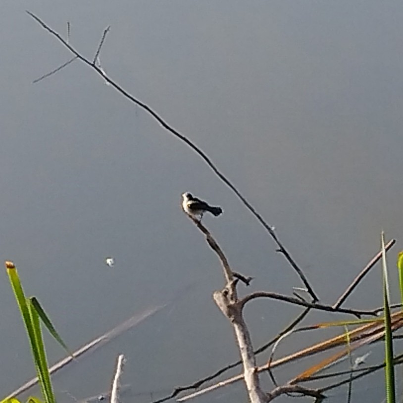 Pied Water-Tyrant - ML638344217
