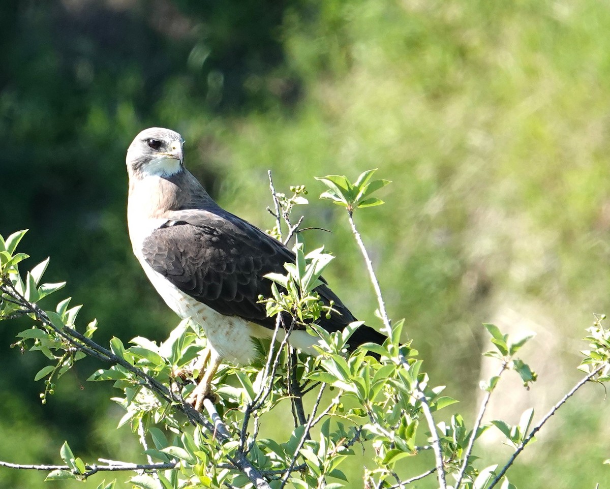 Swainson's Hawk - ML638344223