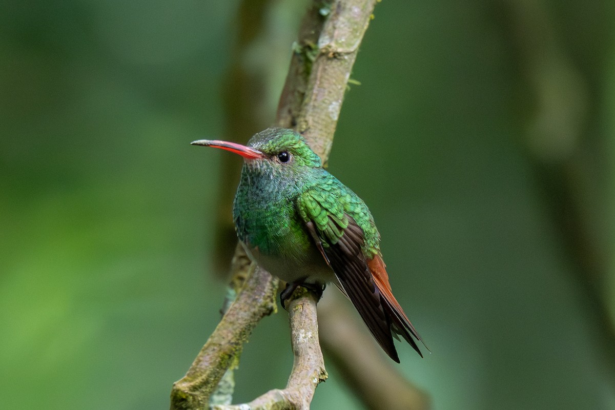 Rufous-tailed Hummingbird - ML638344226