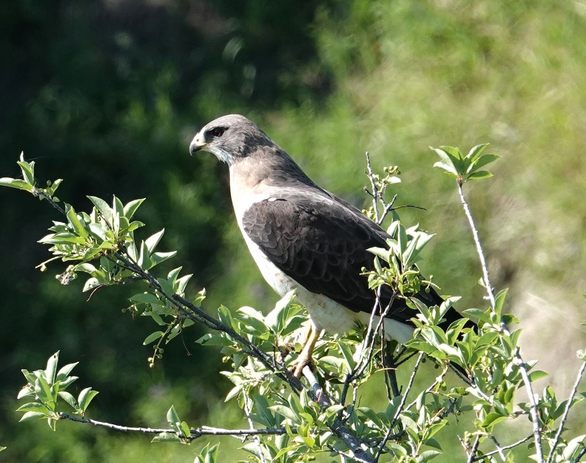 Swainson's Hawk - ML638344228