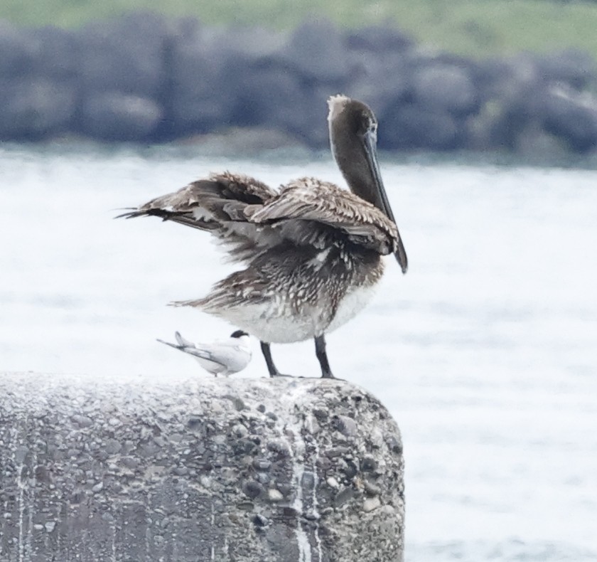 Brown Pelican - ML638344237