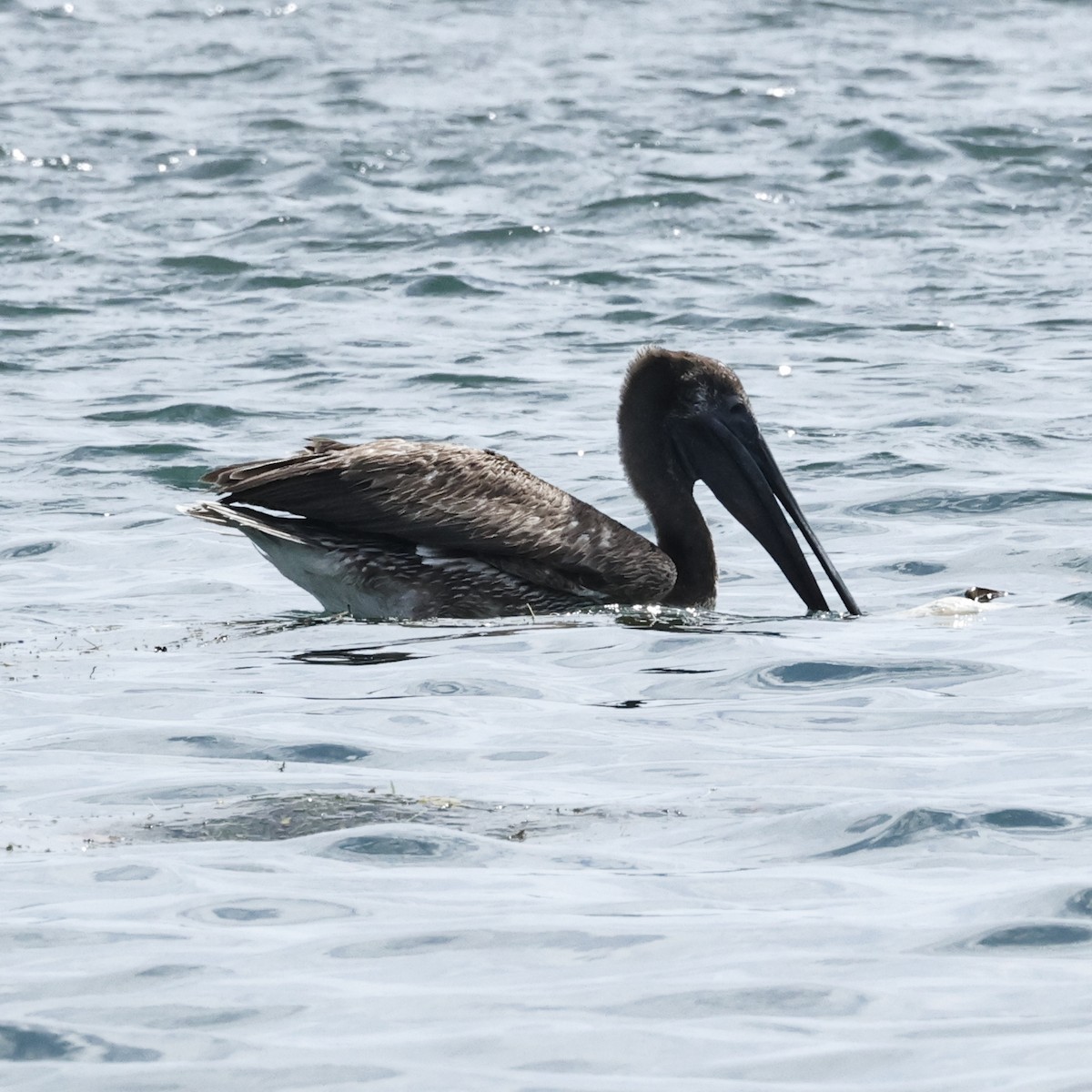 Brown Pelican - ML638344238