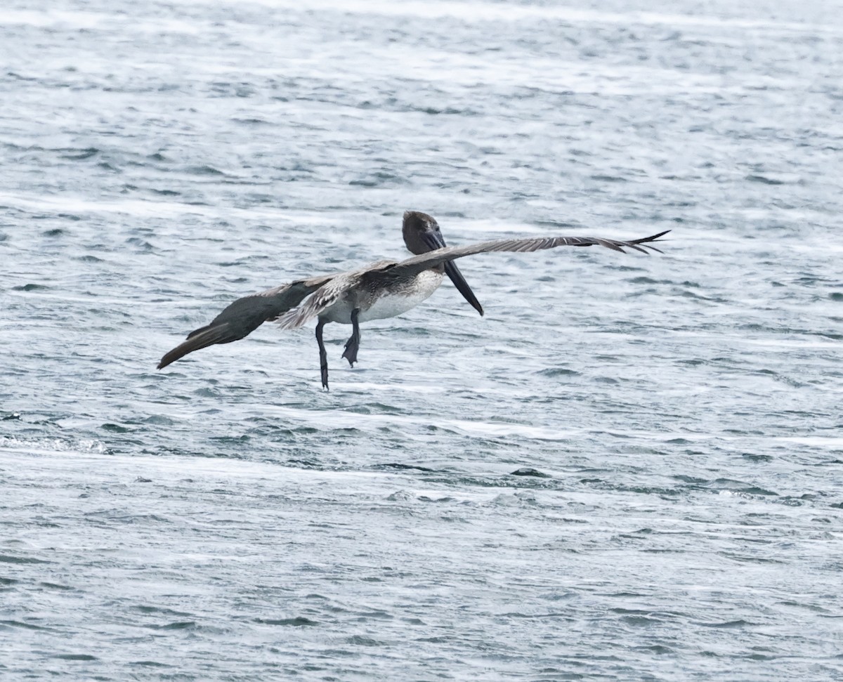 Brown Pelican - ML638344239