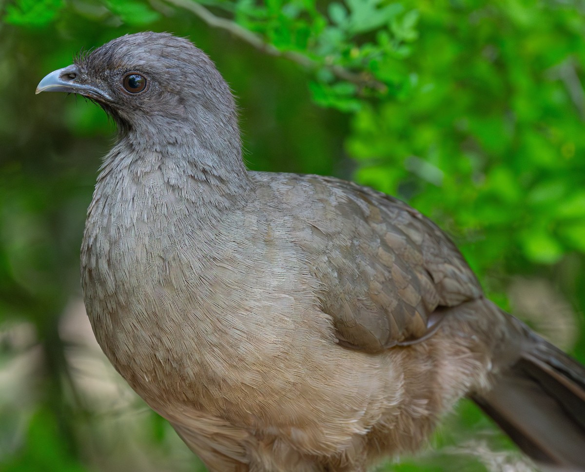 Plain Chachalaca - ML638344242