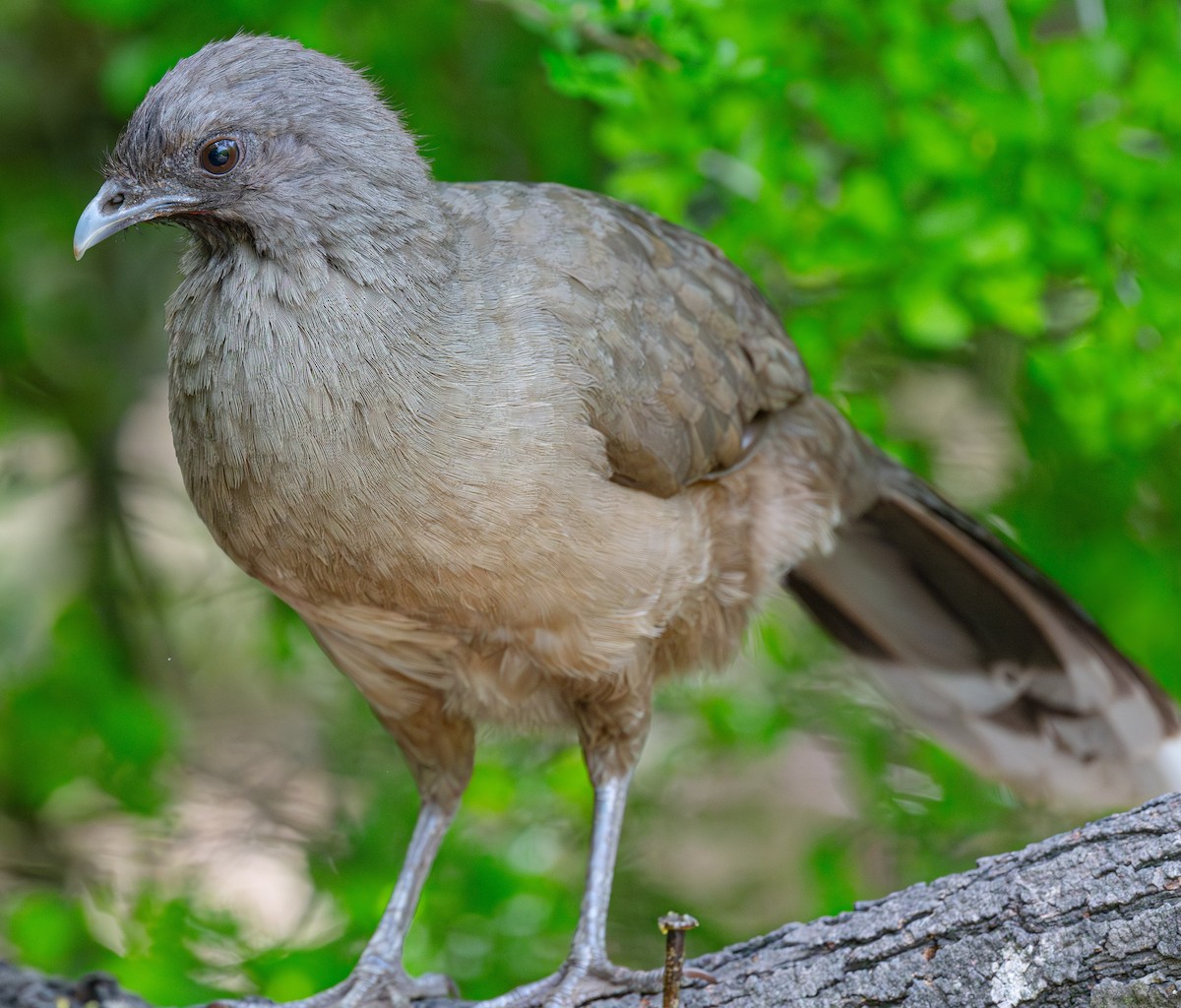 Plain Chachalaca - ML638344243