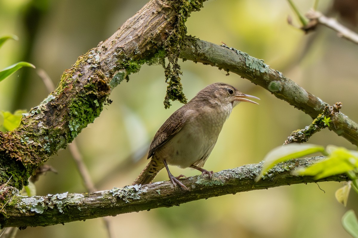 Southern House Wren - ML638344254