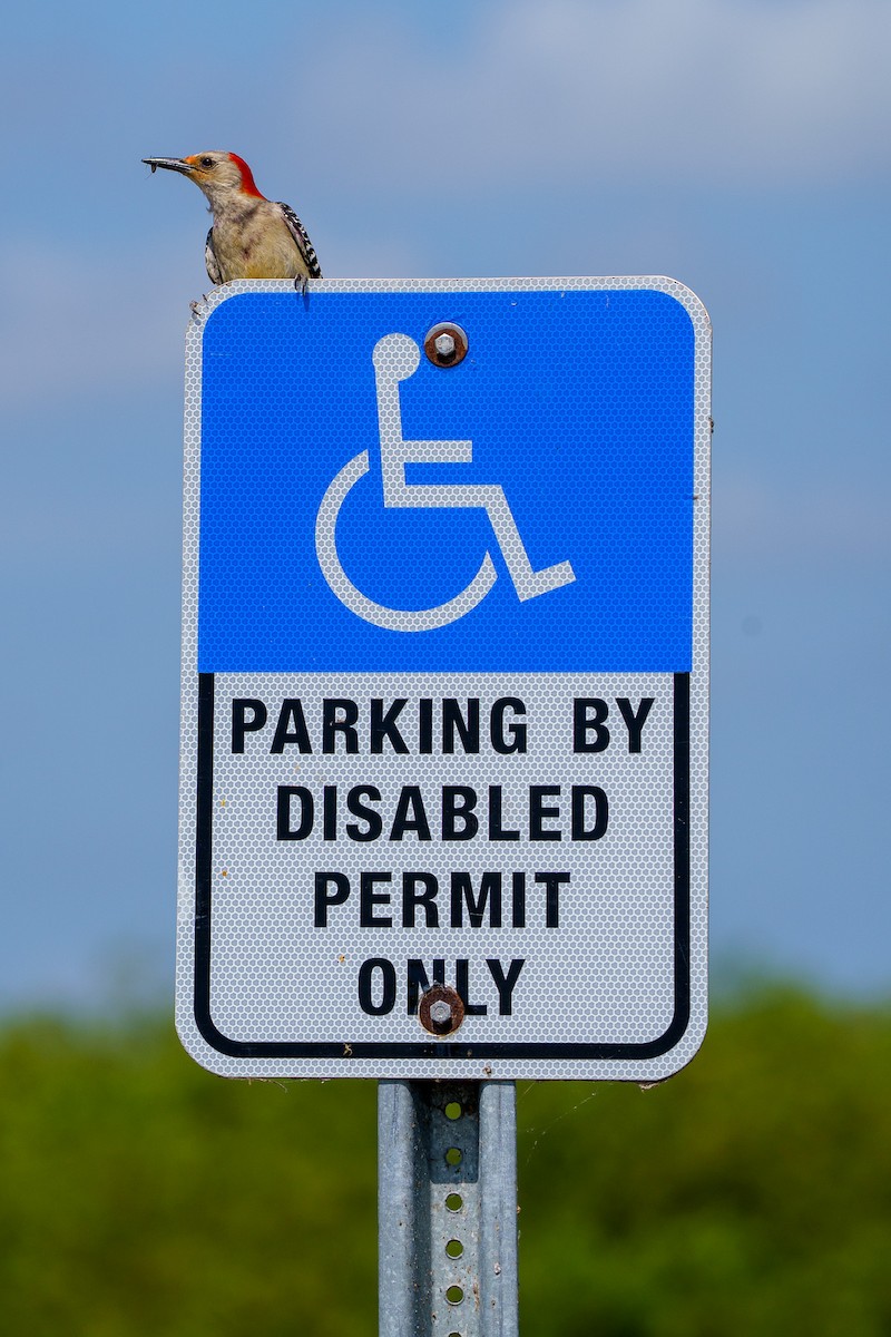 Red-bellied Woodpecker - ML638344269