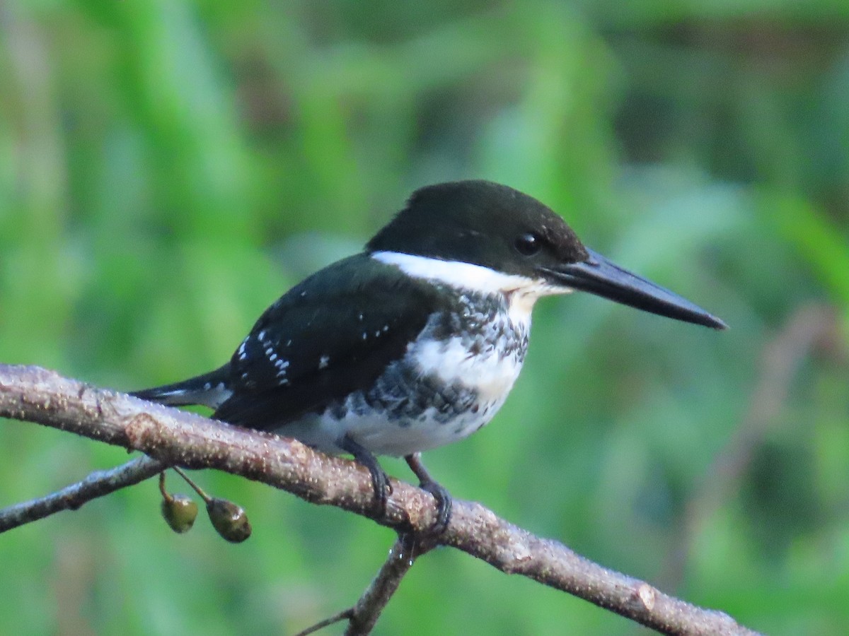 Green Kingfisher - ML638344272