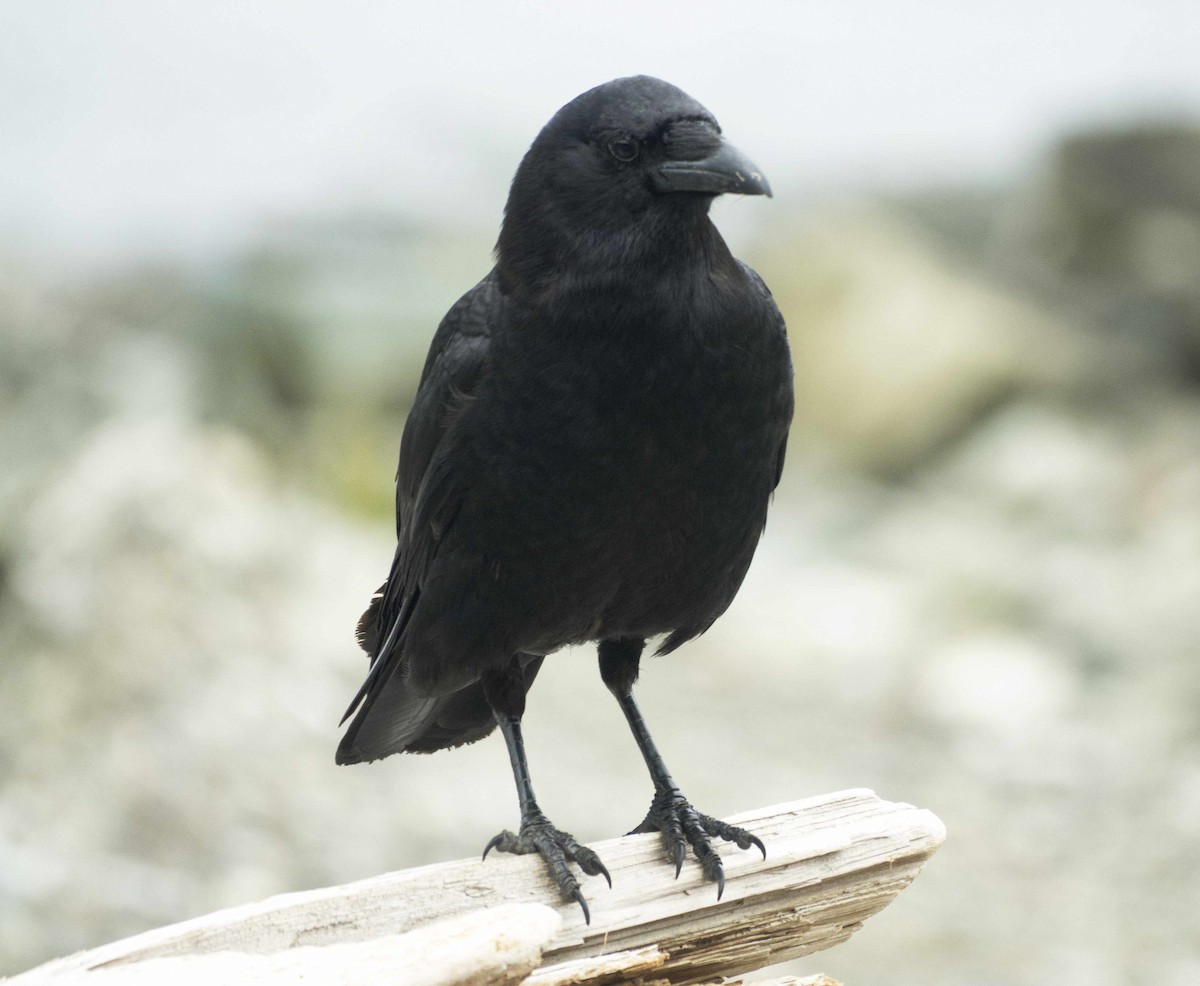American Crow - ML638344274