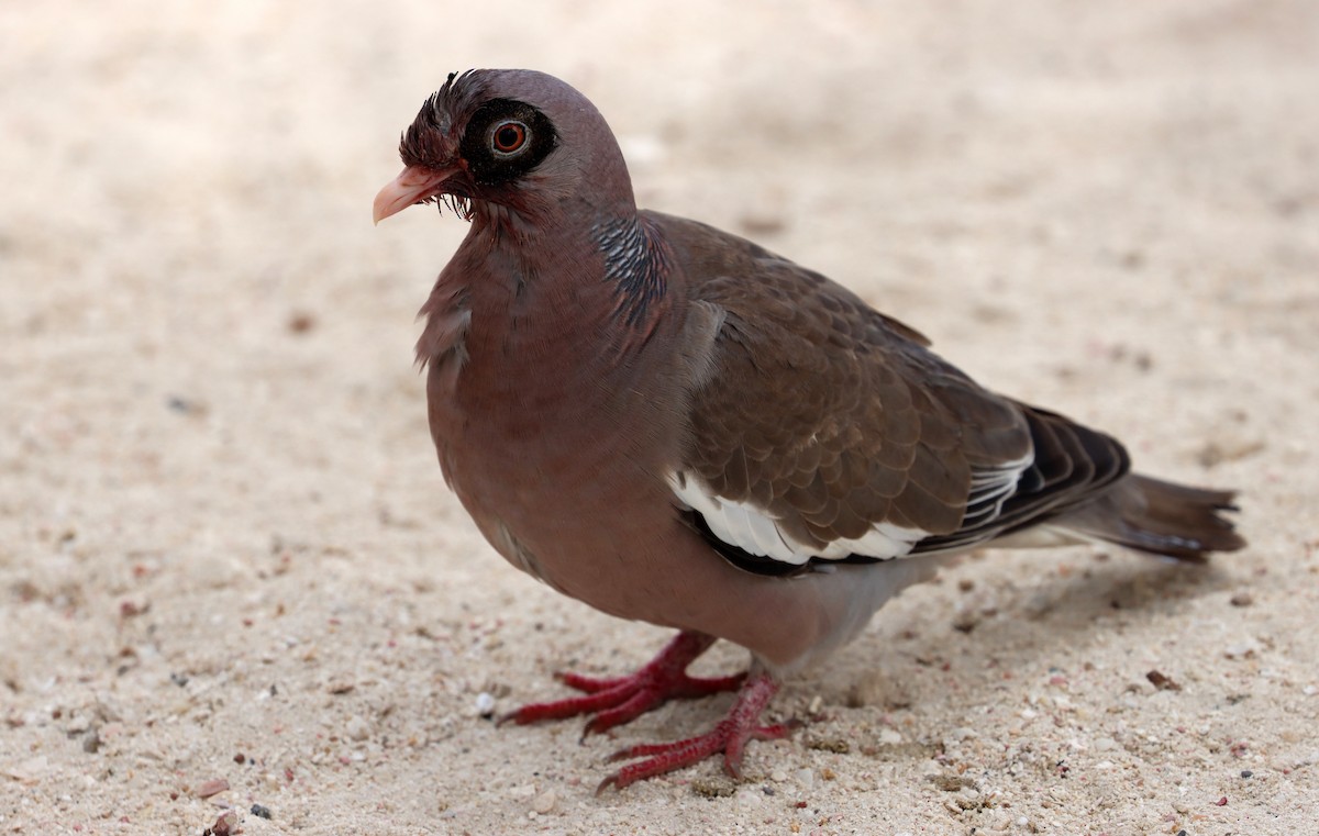 Bare-eyed Pigeon - ML638344276