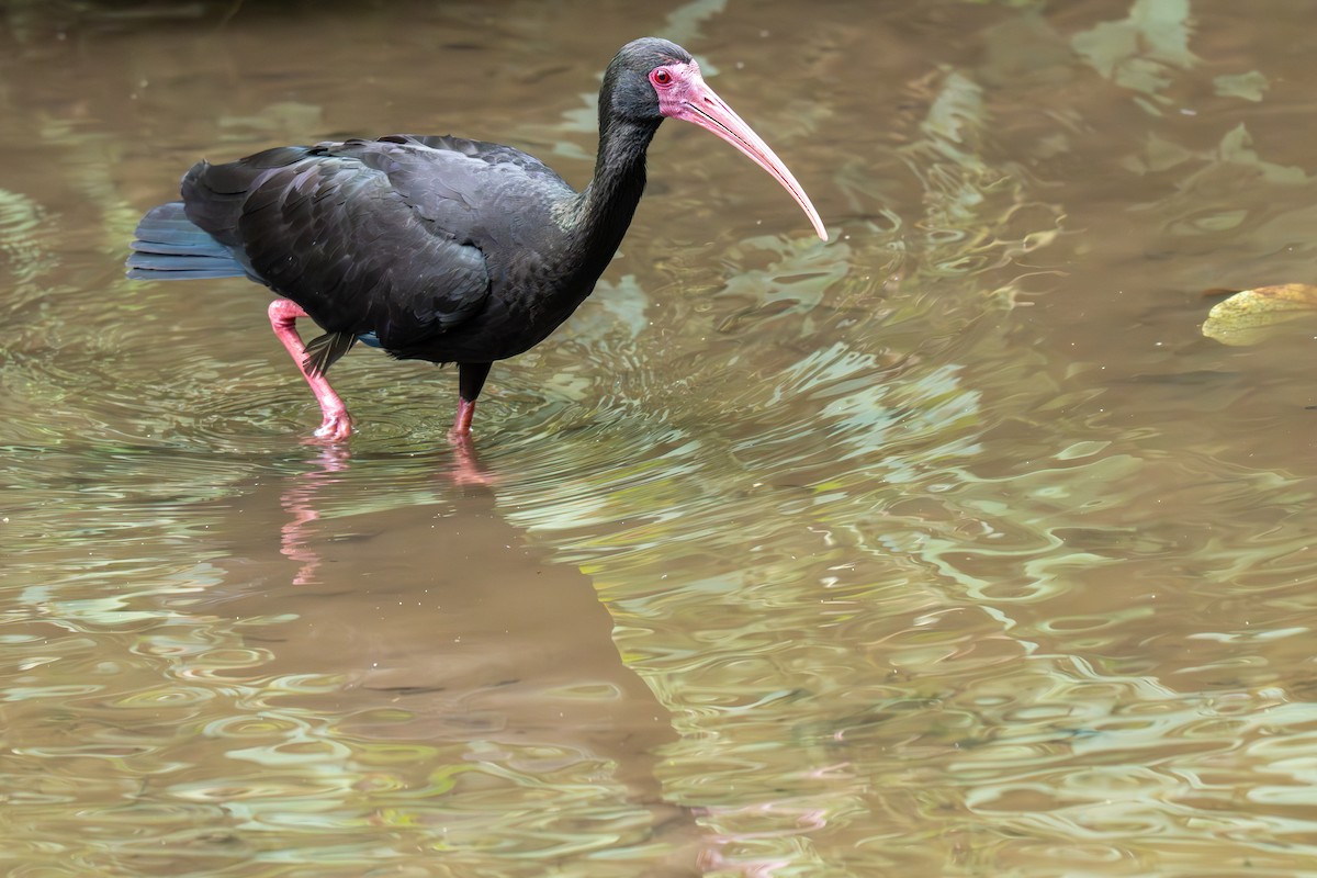 Bare-faced Ibis - ML638344277