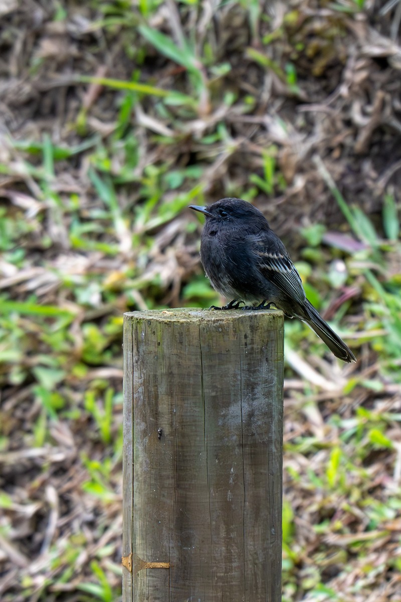 Black Phoebe - ML638344284