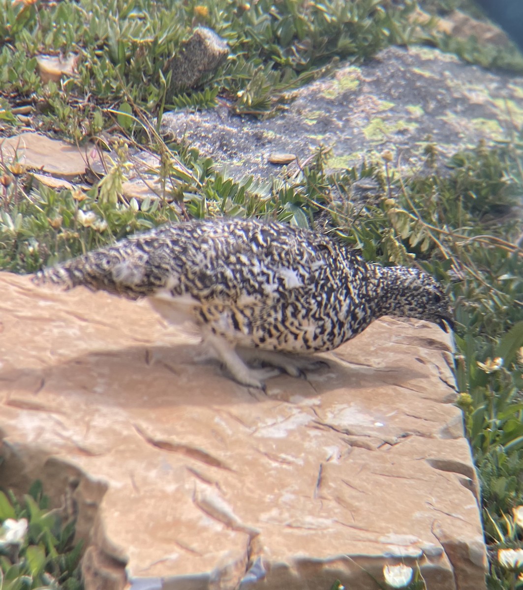 White-tailed Ptarmigan - ML638344289