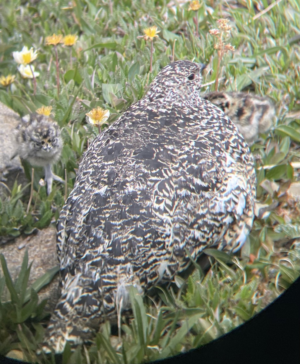 White-tailed Ptarmigan - ML638344290