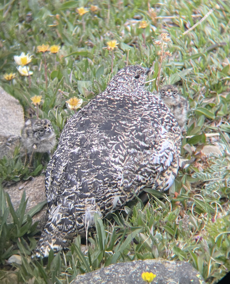 White-tailed Ptarmigan - ML638344292