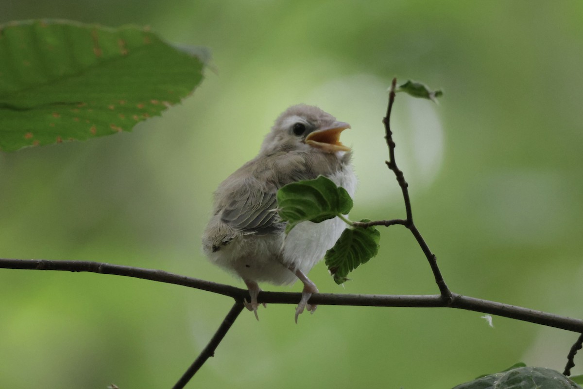 Vireo begigorria - ML638344330