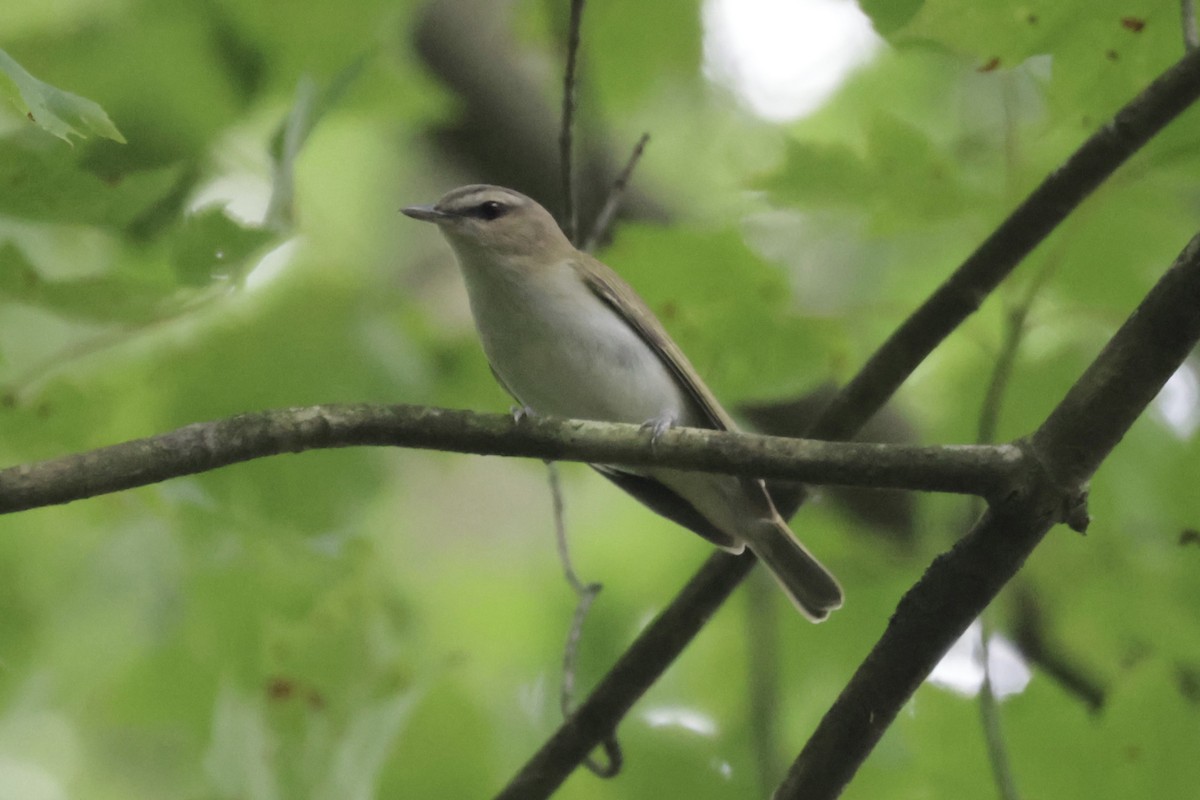 Vireo begigorria - ML638344331