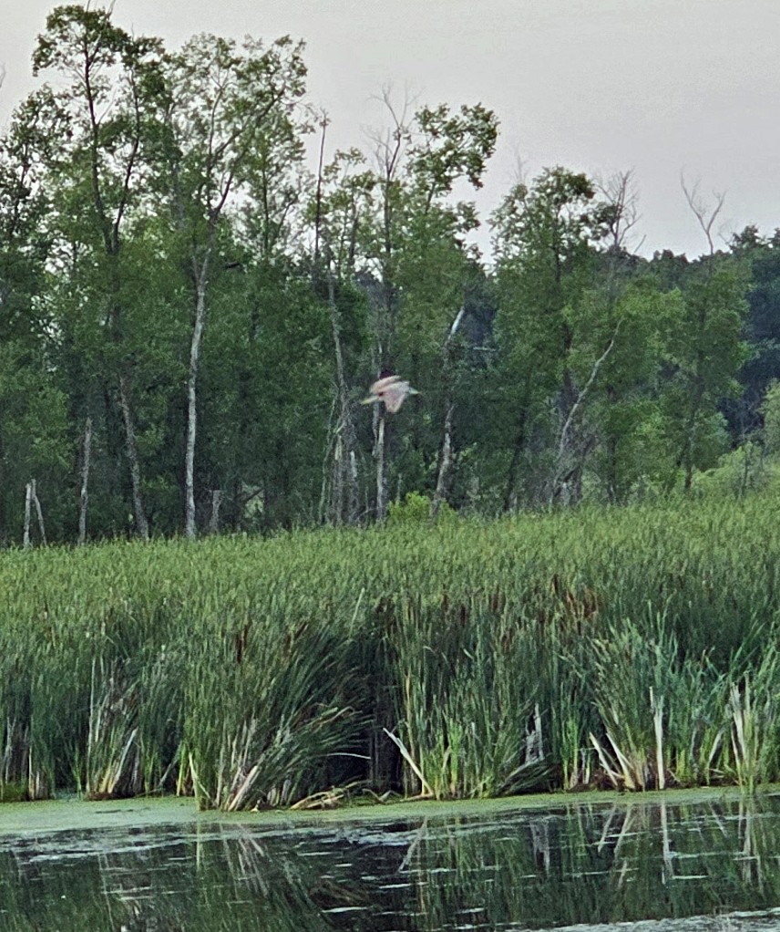 Black-crowned Night Heron - ML638344342