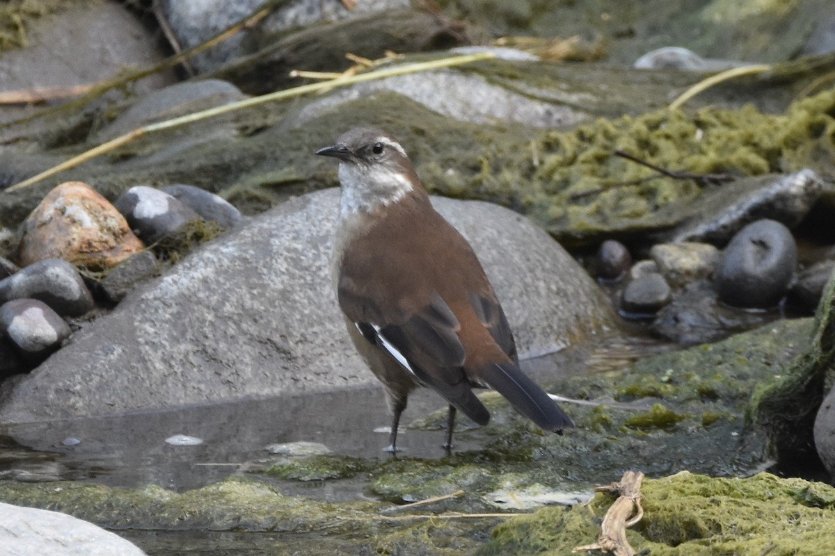 White-winged Cinclodes - ML638344355
