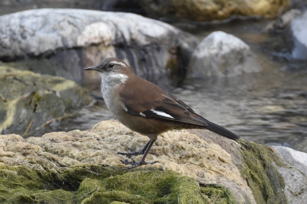 White-winged Cinclodes - ML638344356