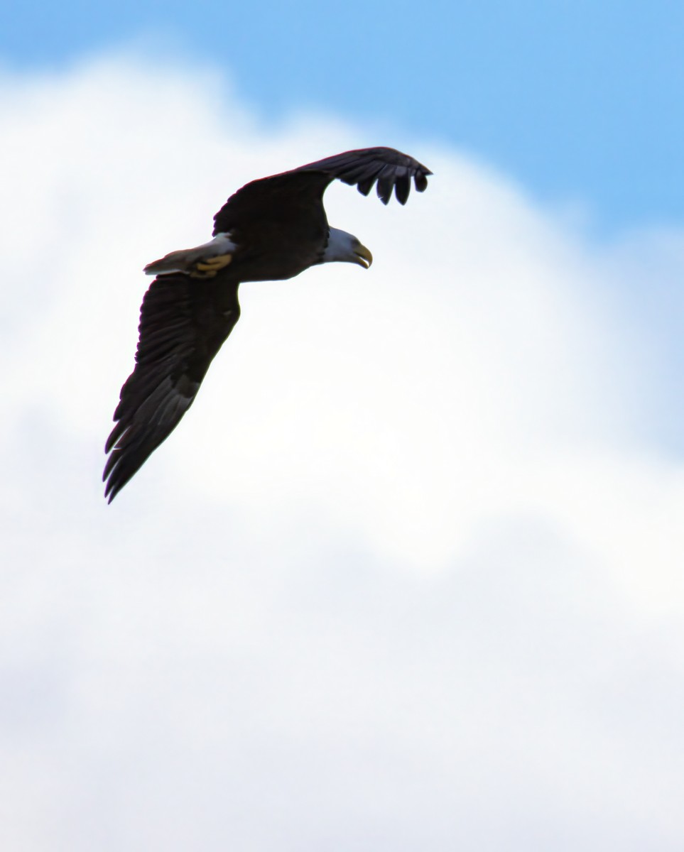 Bald Eagle - ML638344360