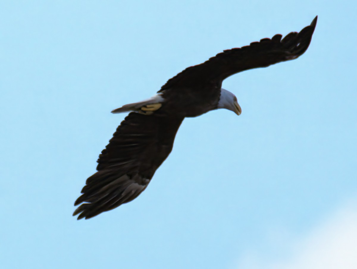 Bald Eagle - ML638344362