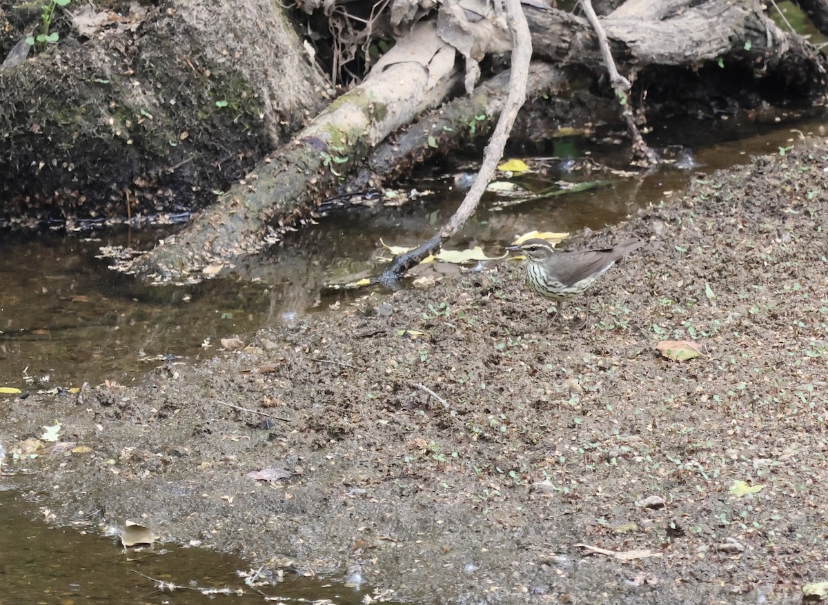 Northern Waterthrush - ML638344364