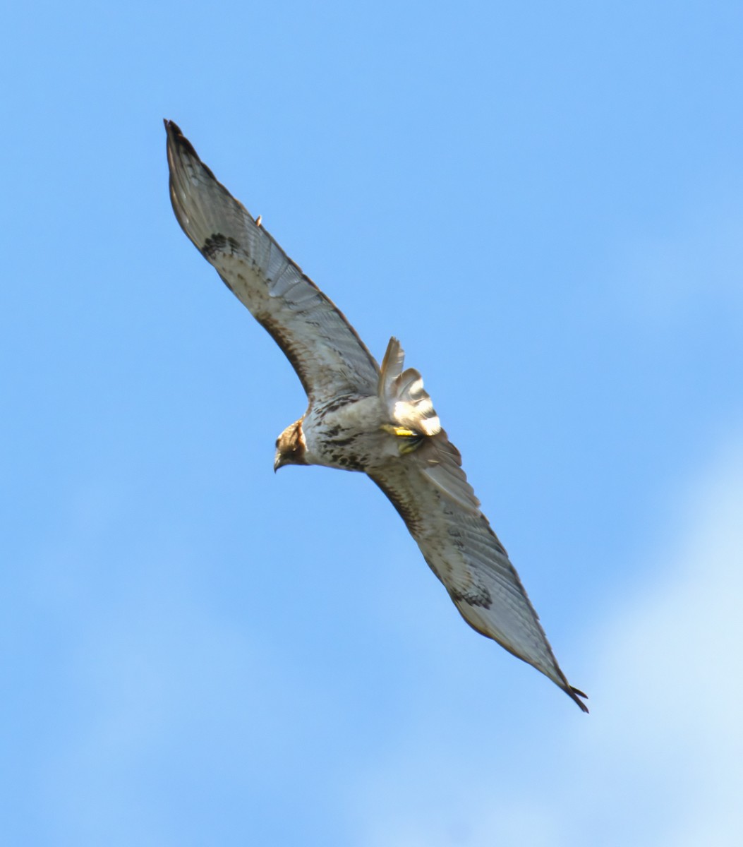 Red-tailed Hawk - ML638344365