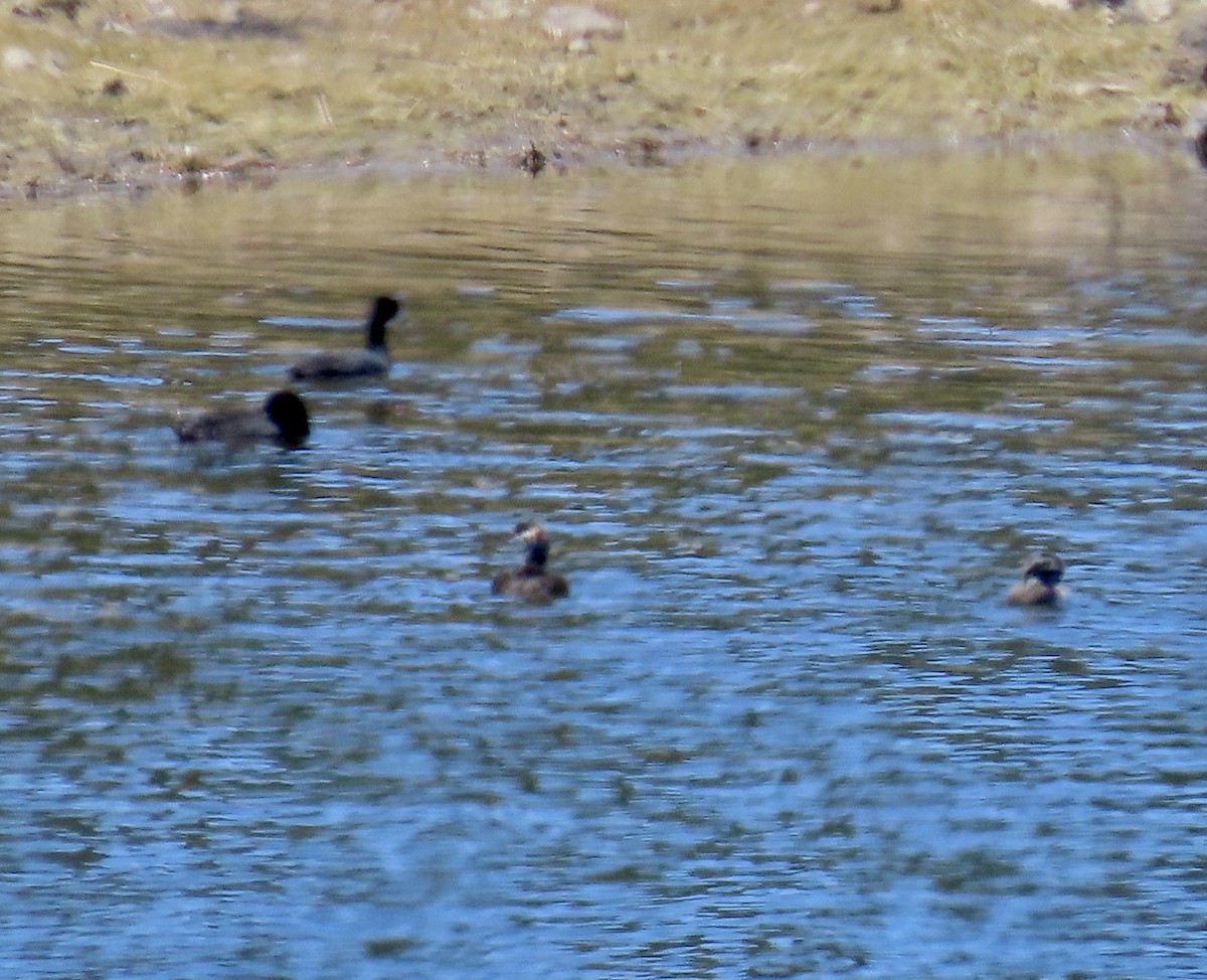 American Coot - ML638344366