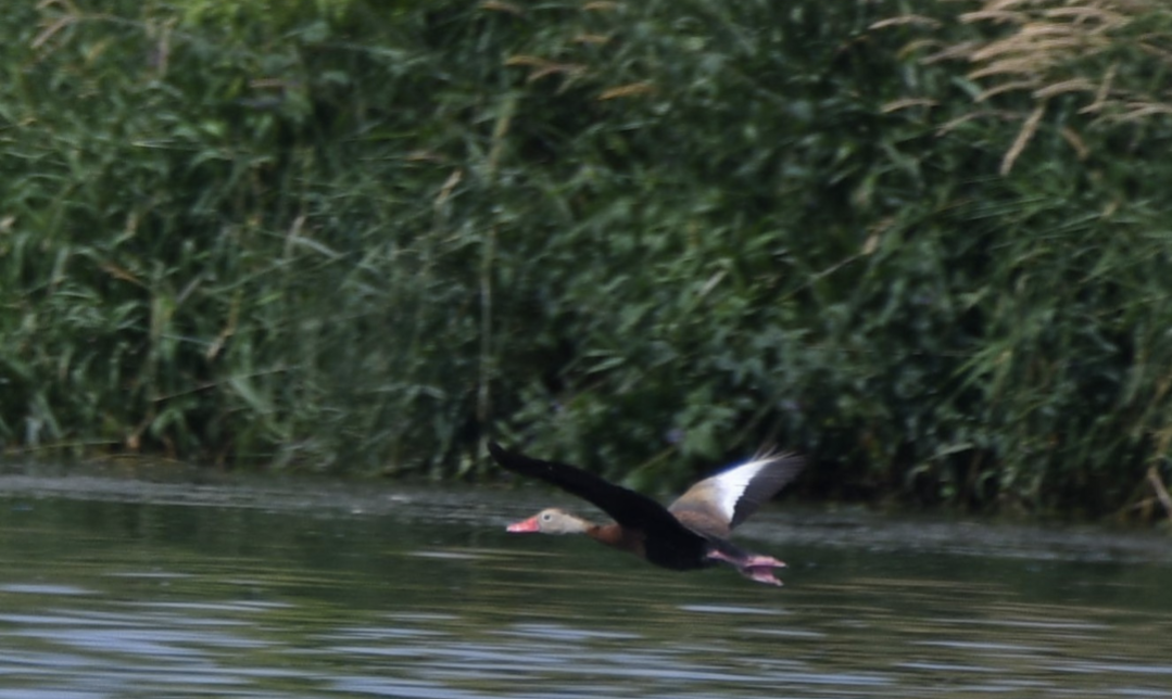 Black-bellied Whistling-Duck - ML638344369