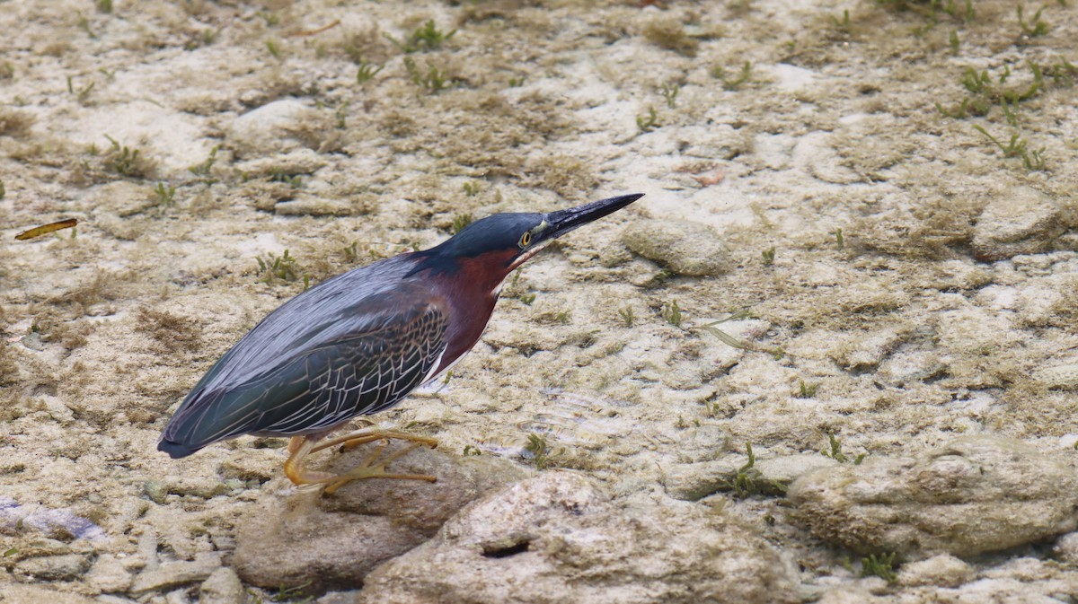 Green Heron - ML638344370