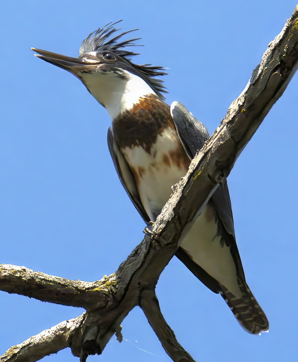 Belted Kingfisher - ML638344371