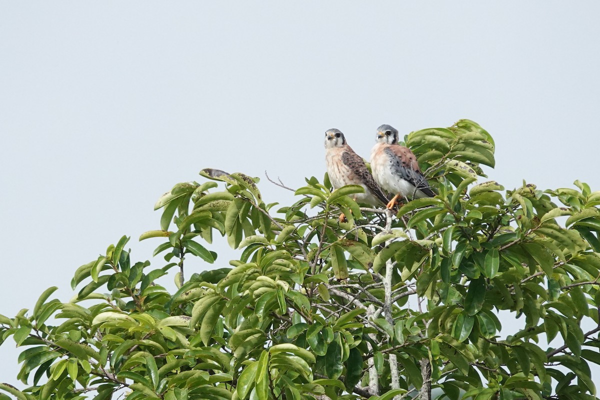 American Kestrel - ML638344372