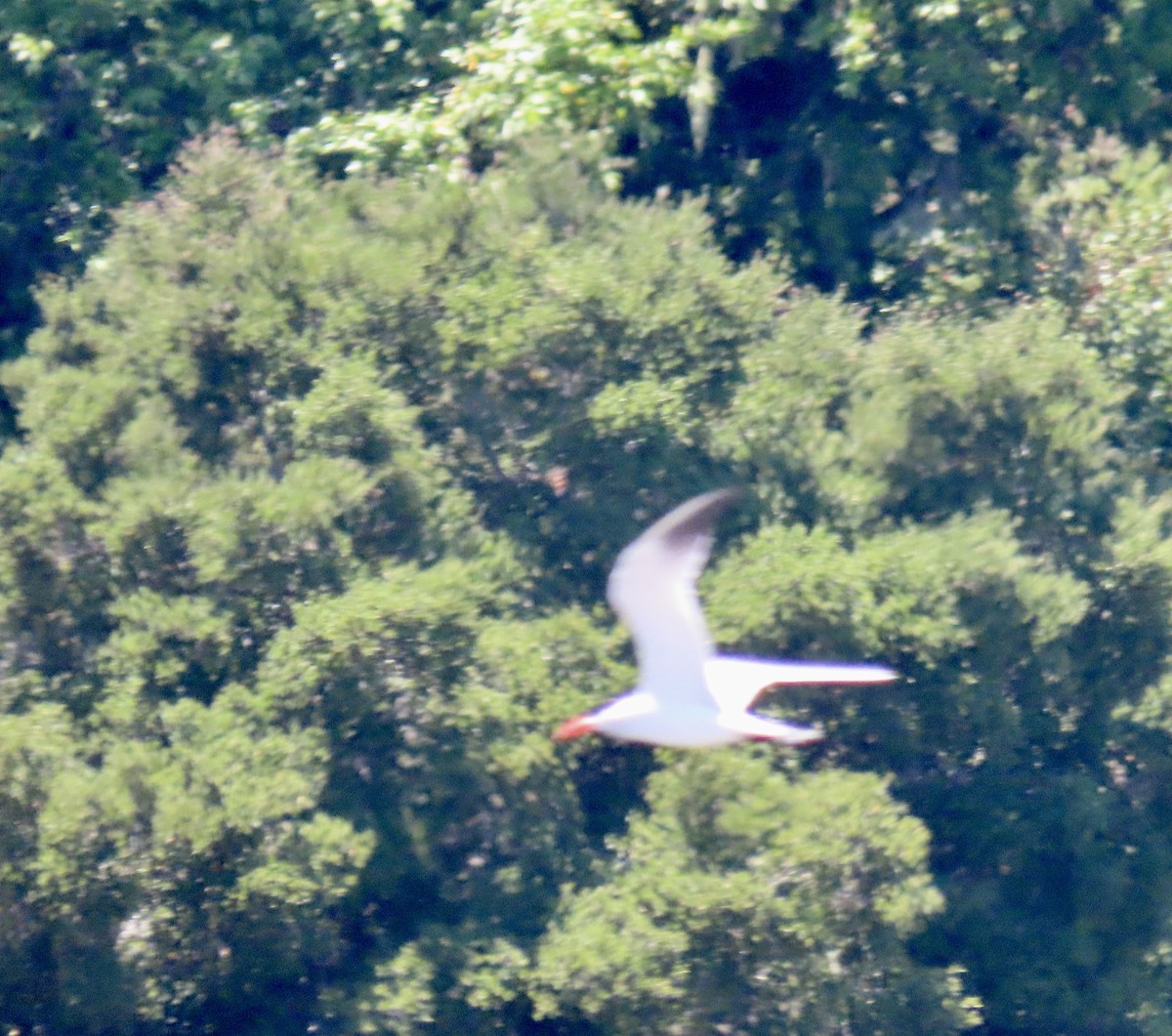 Caspian Tern - ML638344373