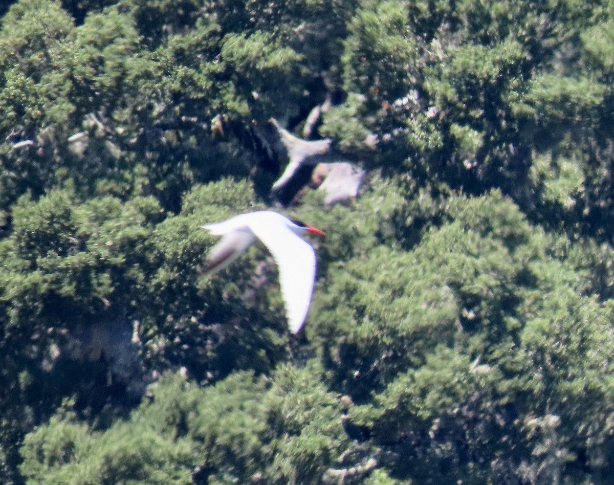 Caspian Tern - ML638344374