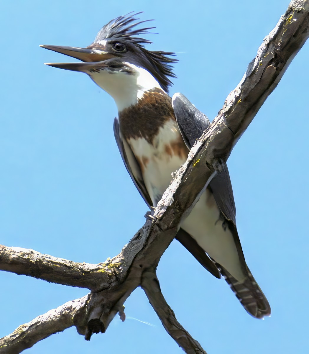 Belted Kingfisher - ML638344375