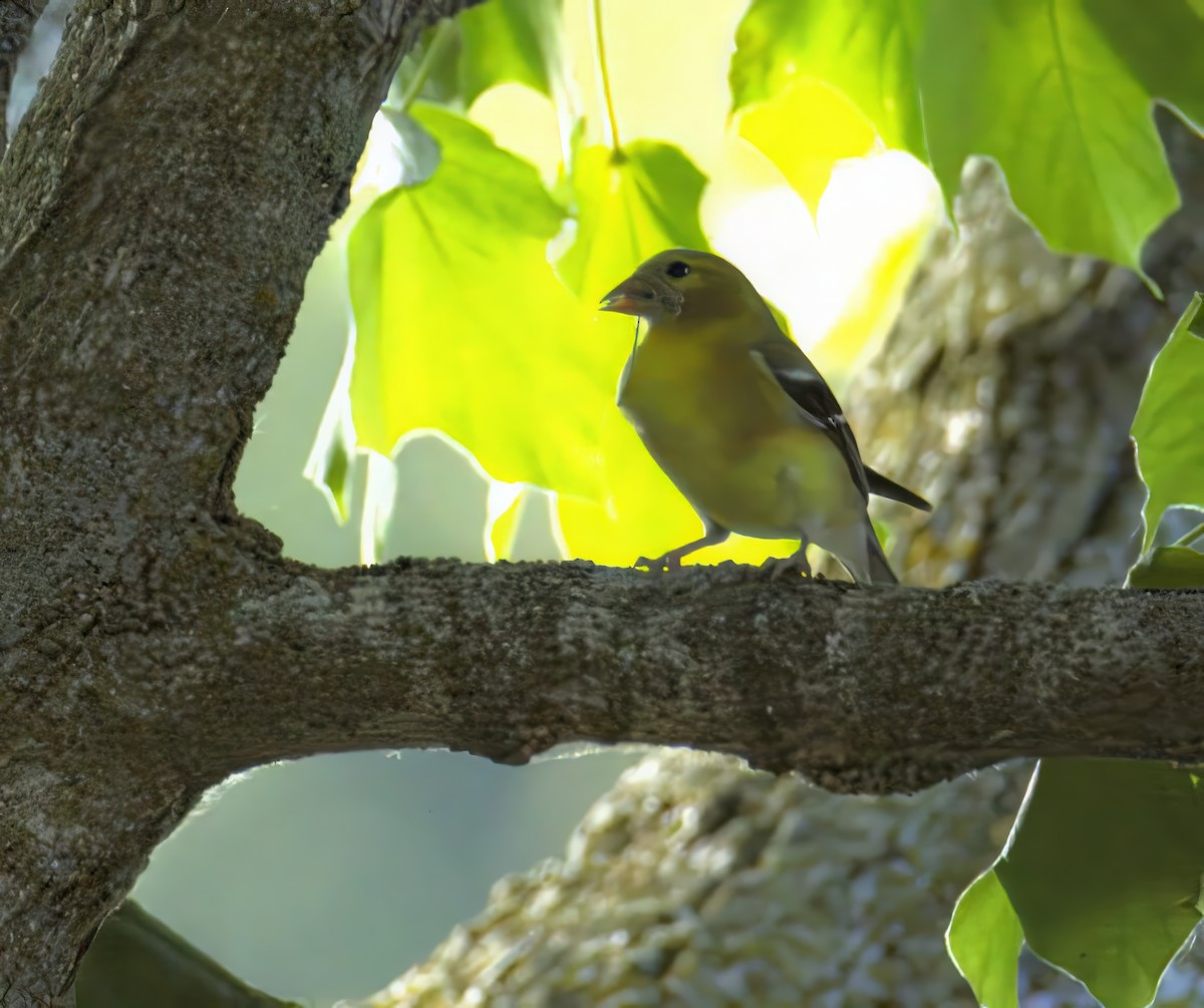 American Goldfinch - ML638344377