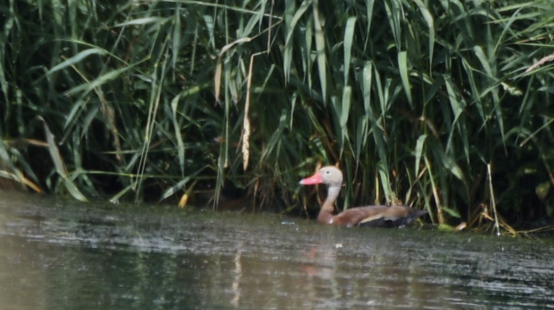 Black-bellied Whistling-Duck - ML638344379