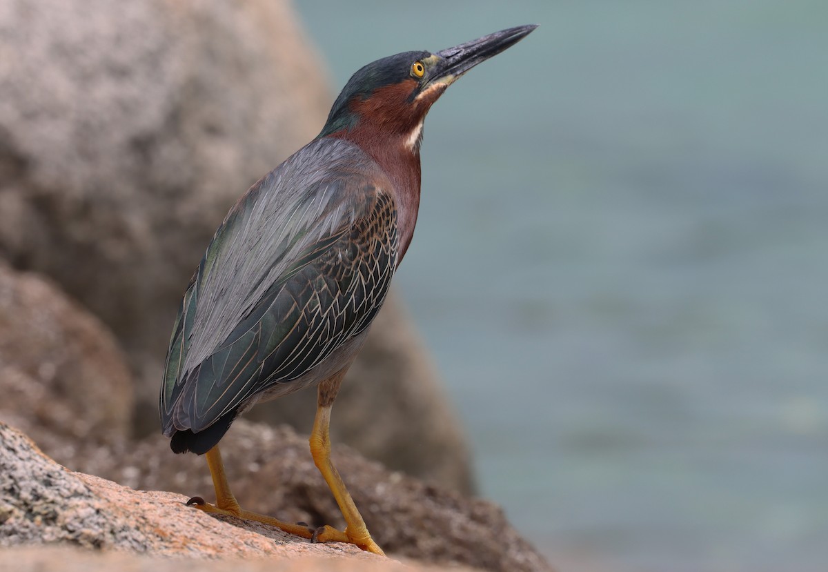 Green Heron - ML638344380