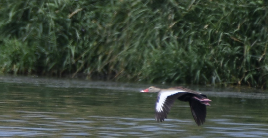 Black-bellied Whistling-Duck - ML638344381