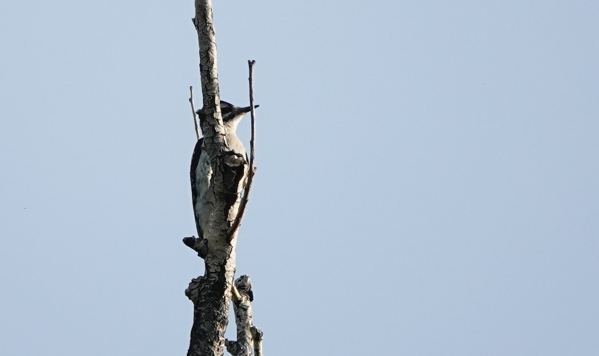 Hairy Woodpecker - ML638344383