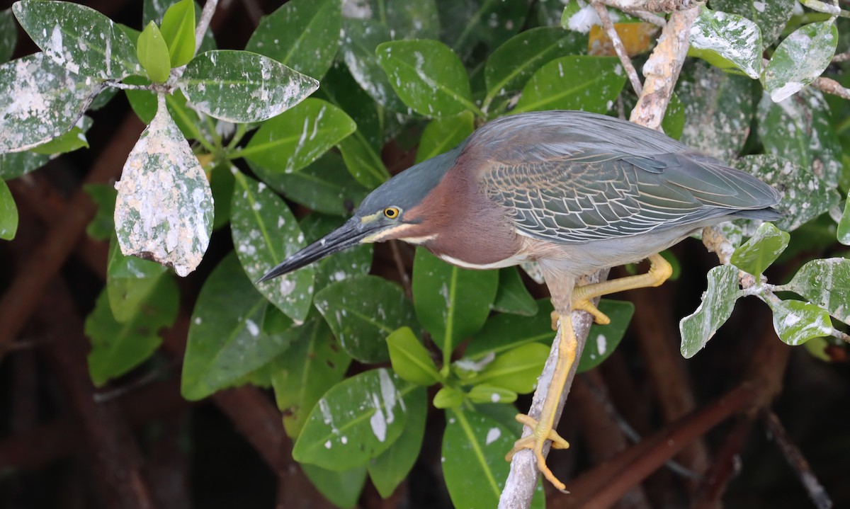 Green Heron - ML638344385
