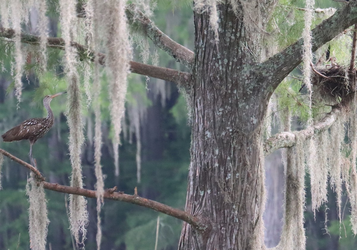 Anhinga - ML638344390