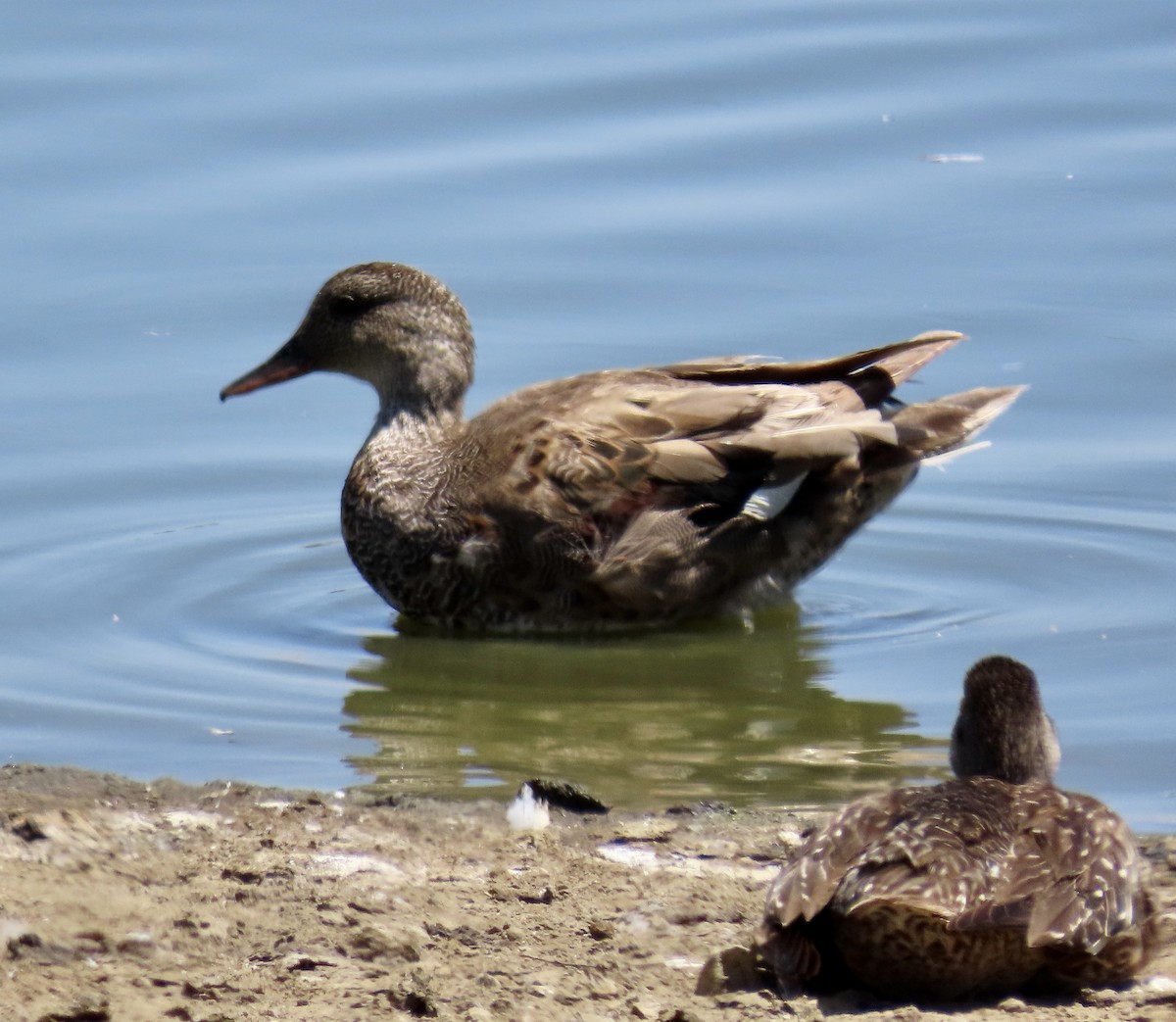 Gadwall - ML638344391