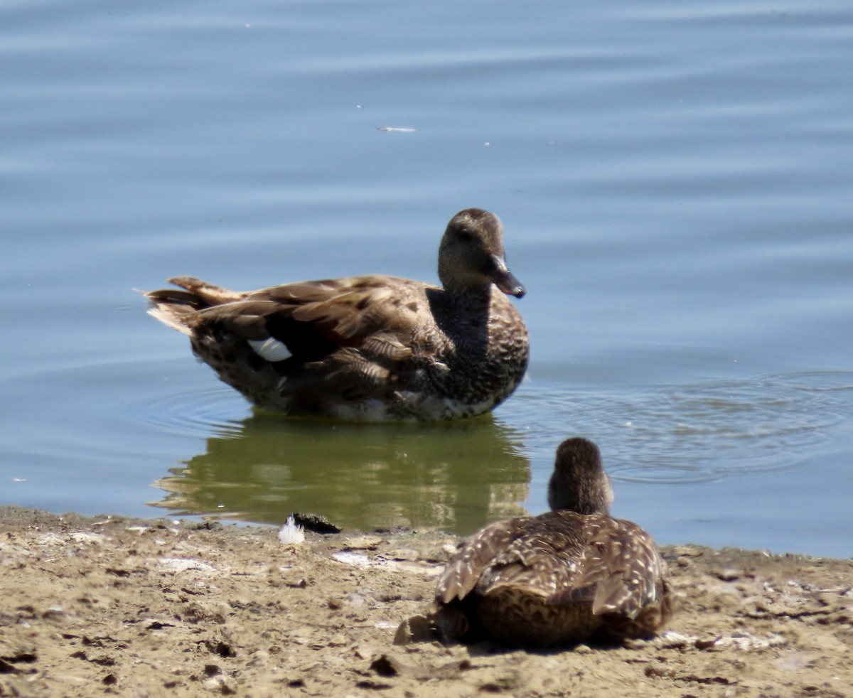 Gadwall - ML638344392