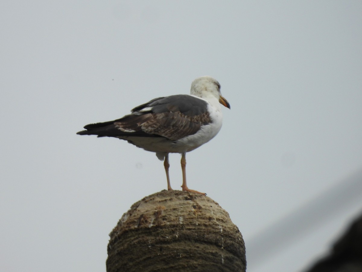 Lesser Black-backed Gull - ML638344410